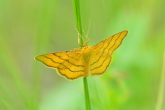 Idaea aureolaria