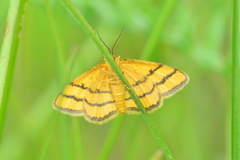 Idaea aureolaria
