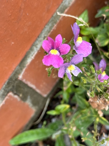 Image of Nemesia fruticans by no rights reserved