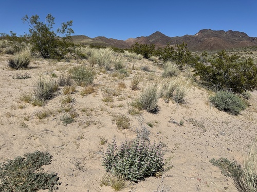 Image of Penstemon albomarginatus by (c) Matt Berger, some rights reserved (CC BY)