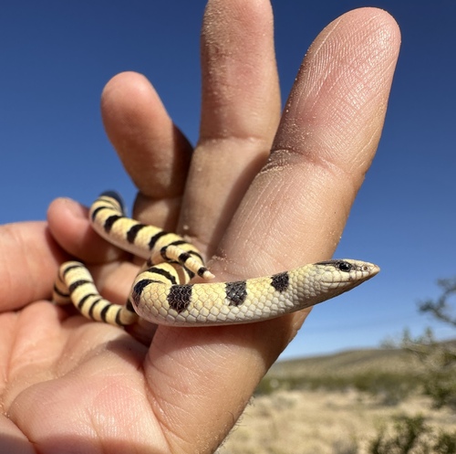 Western Shovel-nosed Snake