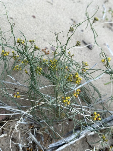 Image of Funastrum utahense by (c) Matt Berger, some rights reserved (CC BY)