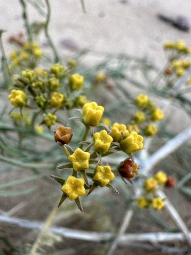 Image of Funastrum utahense by (c) Matt Berger, some rights reserved (CC BY)