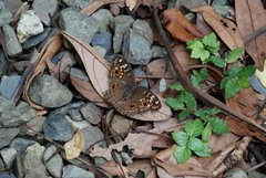 Junonia lemonias aenaria
