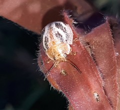 Paropsisterna semifumata