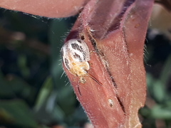 Paropsisterna semifumata