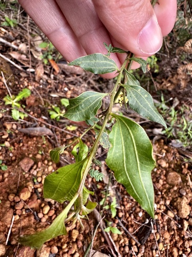Image of Acacia urophylla by (c) pimelea, some rights reserved (CC BY)