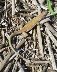 Podarcis filfolensis maltensis