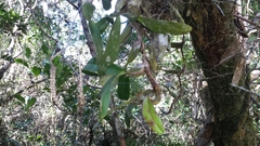 Ploiarium