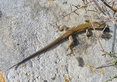 Podarcis filfolensis maltensis