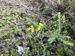 Genista anglica