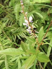 Grona heterocarpos angustifolia