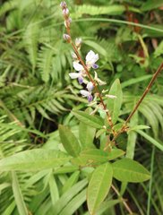 Grona heterocarpos angustifolia