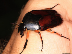 Lomaptera