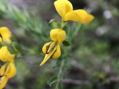 Genista anglica
