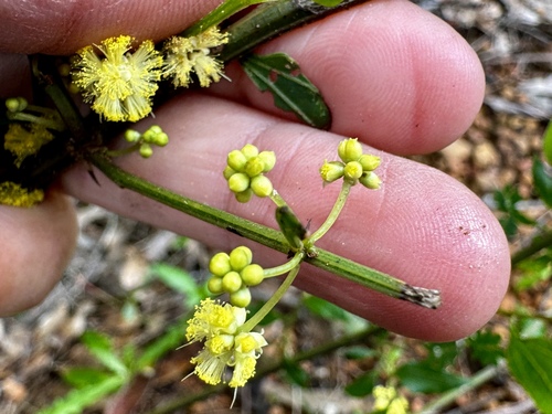 Image of Acacia urophylla by (c) pimelea, some rights reserved (CC BY)
