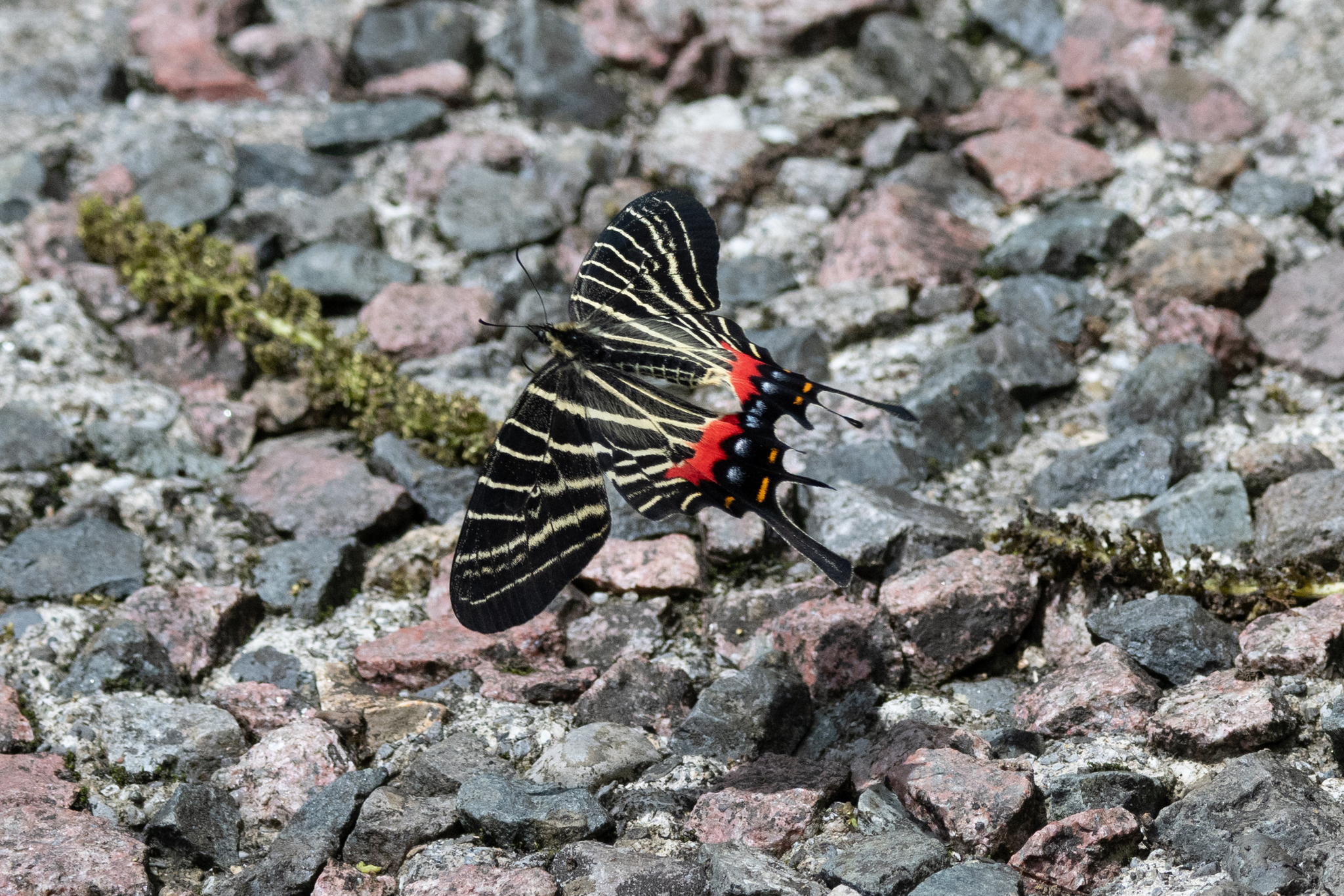 Bhutanitis thaidina