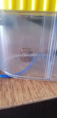 Amphimallon solstitiale