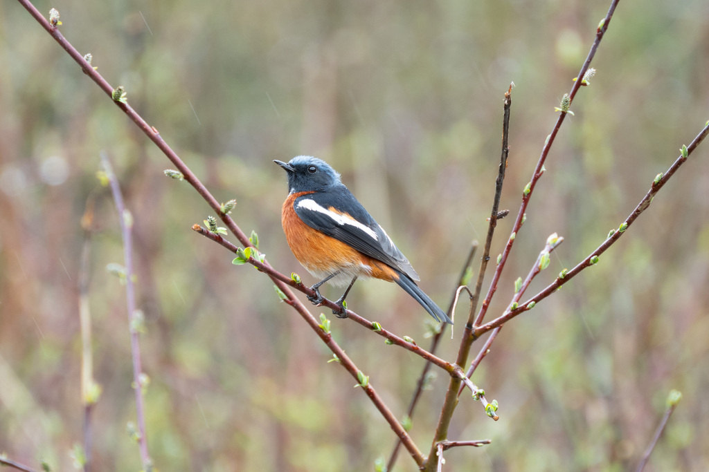 White-throated Redstart (Phoenicurus schisticeps) photo