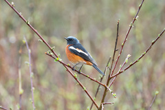 White-Throated Redstart photo 1