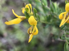 Genista anglica