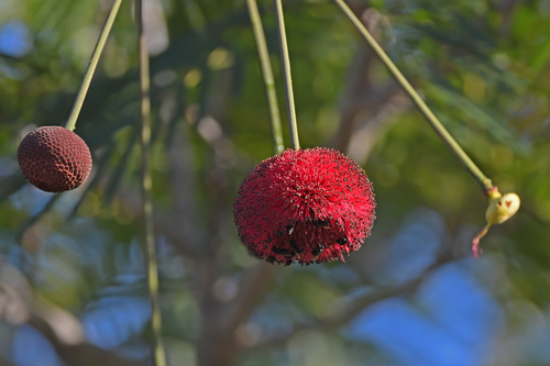 Parkia platycephala