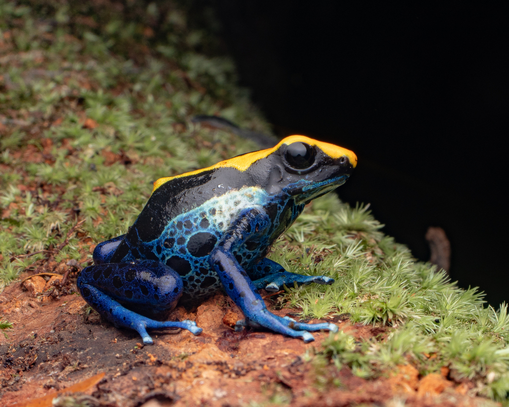 Dyeing Poison Dart Frog