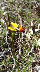 Diuris brumalis