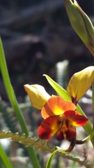 Diuris brumalis