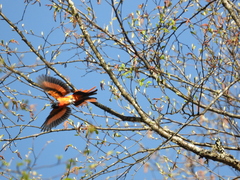 Grey-Chinned Minivet photo 3