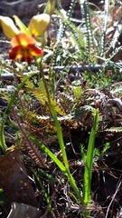 Diuris brumalis