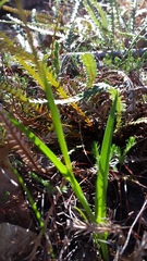 Diuris brumalis