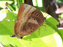 Arhopala micale