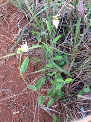 Dalechampia caperonioides