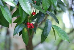 Syzygium tripinnatum