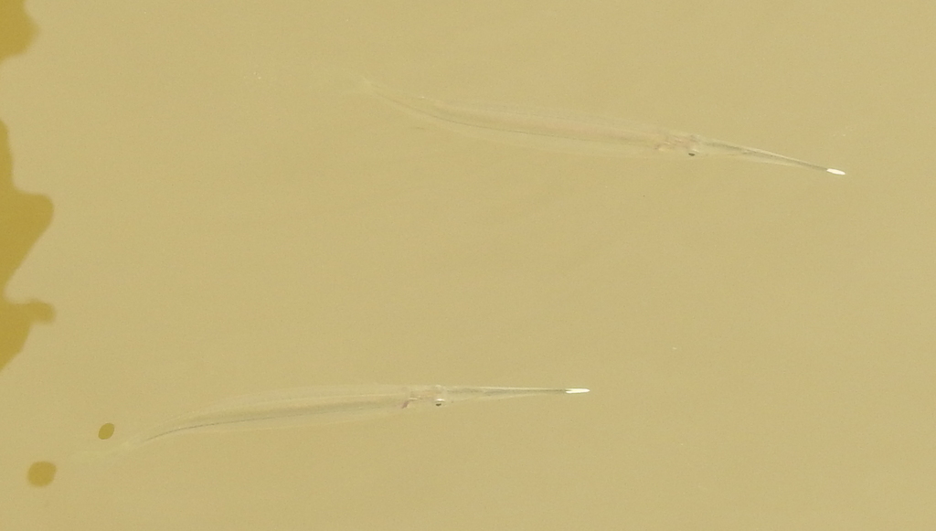 Feathered River-garfish