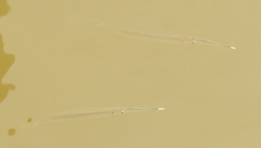 Zenarchopterus dispar