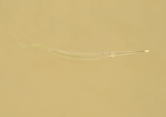 Zenarchopterus dispar