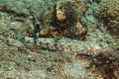 Clouded Lizardfish photo 3