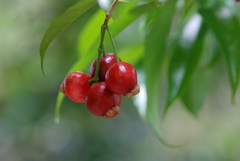Syzygium tripinnatum