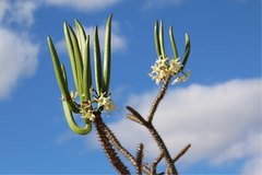 Pachypodium rutenbergianum