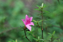 Rhododendron kanehirai