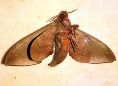 Daphnusa ocellaris