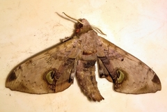 Daphnusa ocellaris