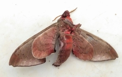 Daphnusa ocellaris