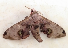 Daphnusa ocellaris