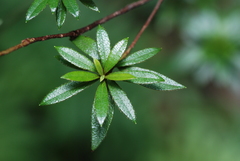 Rhododendron kanehirai