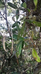 Ploiarium