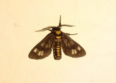Eressa confinis