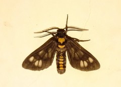 Eressa confinis